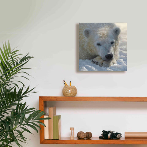 Image of 'Polar Bear Cub' by Collin Bogle, Canvas Wall Art,12x12