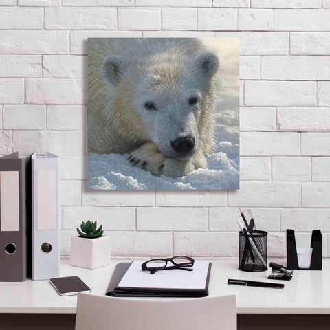 Image of 'Polar Bear Cub' by Collin Bogle, Canvas Wall Art,18x18