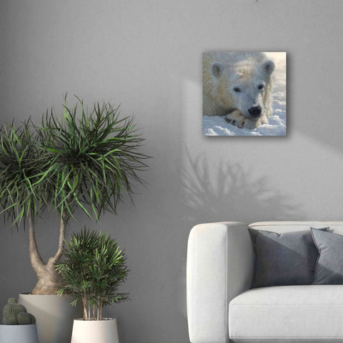 Image of 'Polar Bear Cub' by Collin Bogle, Canvas Wall Art,18x18