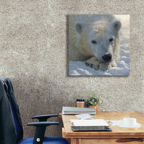 Image of 'Polar Bear Cub' by Collin Bogle, Canvas Wall Art,26x26