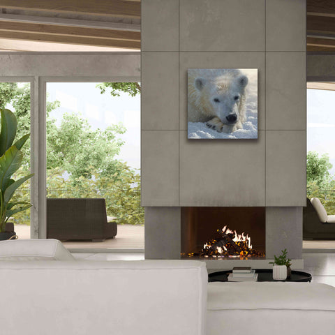 Image of 'Polar Bear Cub' by Collin Bogle, Canvas Wall Art,26x26