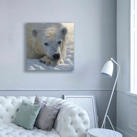 Image of 'Polar Bear Cub' by Collin Bogle, Canvas Wall Art,37x37