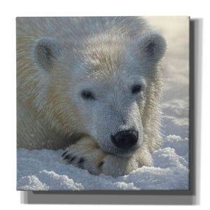 'Polar Bear Cub' by Collin Bogle, Canvas Wall Art,Size 1 Square