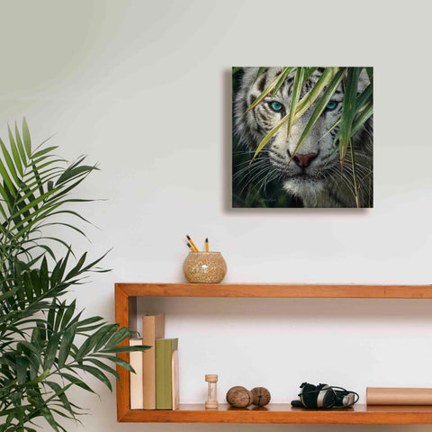 Image of 'Watching and Waiting' by Collin Bogle, Canvas Wall Art,12x12