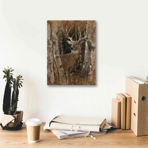 Image of 'Birchwood Buck' by Collin Bogle, Canvas Wall Art,12x16