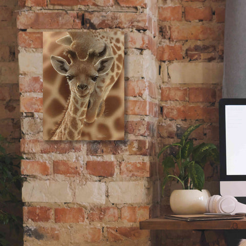 Image of 'New Born' by Collin Bogle, Canvas Wall Art,12x16