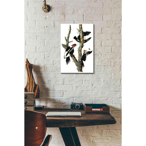 Image of 'Ivory-billed Woodpecker' by John James Audubon Canvas Wall Art,12x18