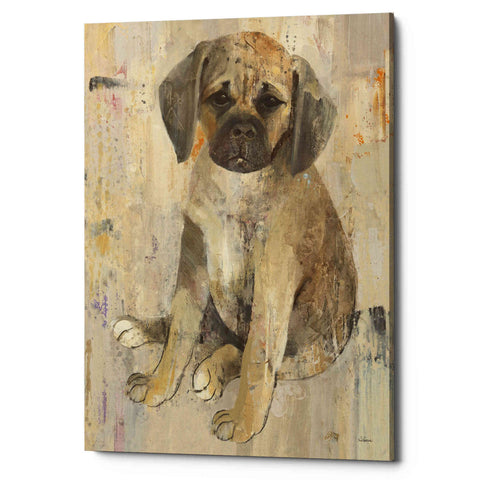 Image of 'Paco v2' by Albena Hristova, Canvas Wall Art