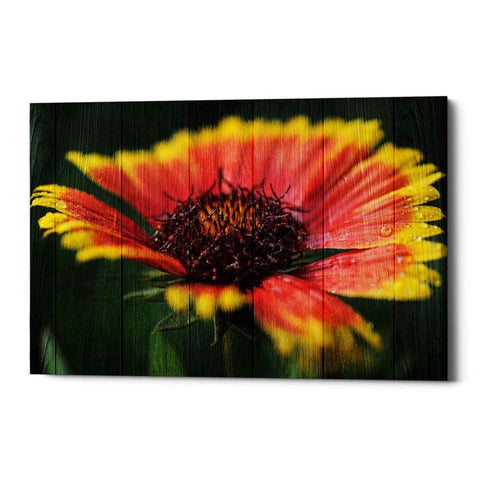 Image of 'Wood Series: Sunburst' Canvas Wall Art
