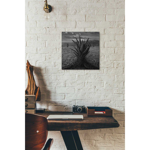 Image of 'Cactus' by Dariusz Klimczak, Canvas Wall Art,12 x 12