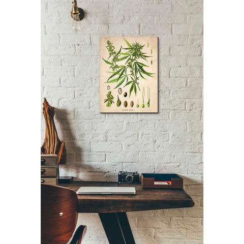 Image of 'Cannabis Sativa' by Walther Otto Muller, Canvas Wall Art,12 x 16