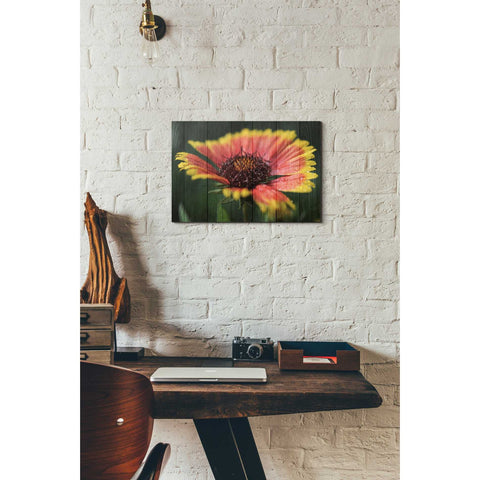 Image of 'Wood Series: Sunburst' Canvas Wall Art,12 x 18