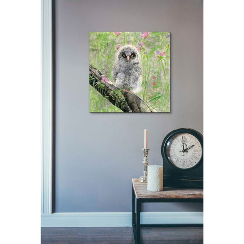 Image of 'Owlet' by River Han, Giclee Canvas Wall Art