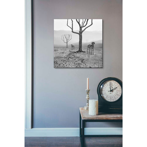 Image of 'Dogs in Fog' by Dariusz Klimczak, Giclee Canvas Wall Art