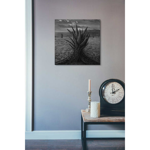 Image of 'Cactus' by Dariusz Klimczak, Canvas Wall Art,18 x 18