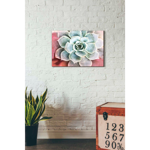 Image of 'Succulent Garden' by Irena Orlov, Canvas Wall Art,26 x 18