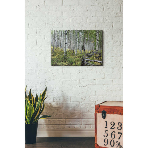 Image of 'Aspen Grove Rail Fence,' Canvas Wall Art,18 x 26