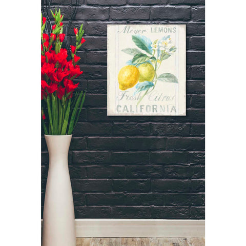 Image of 'Floursack Lemon II' by Danhui Nai, Canvas Wall Art,20 x 24