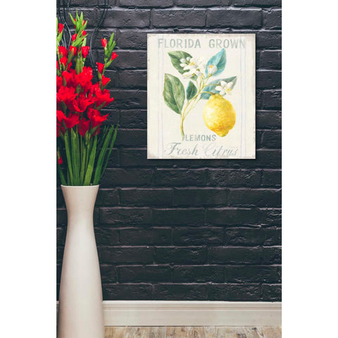 Image of 'Floursack Lemon I' by Danhui Nai, Canvas Wall Art,20 x 24