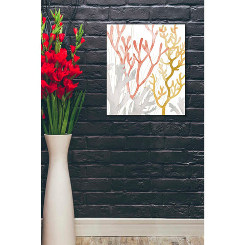 Image of 'Desert Coral I' by Grace Popp Canvas Wall Art,20 x 24