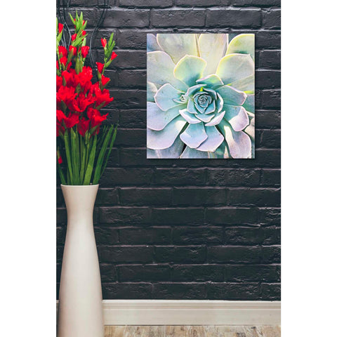 Image of 'Unique Succulent' by Irena Orlov, Canvas Wall Art,20 x 24