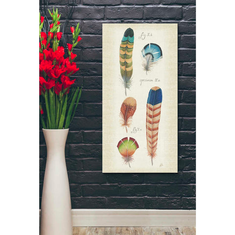 Image of 'Ornithology III Panel' by Daphne Brissonet, Canvas Wall Art,20 x 40