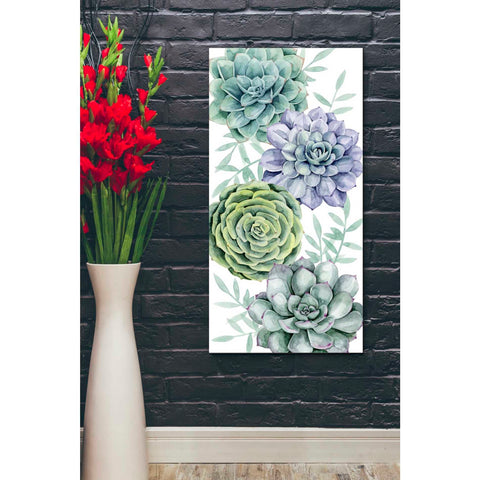 Image of 'Succulent Collection B' by Grace Popp Canvas Wall Art,20 x 40