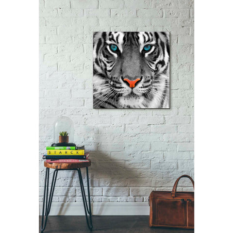 Image of 'Thrill of the Tiger' Canvas Wall Art,26 x 26