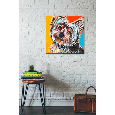 Image of 'Sweet Yorkie II' by Carolee Vitaletti Giclee Canvas Wall Art