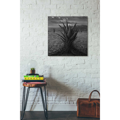 Image of 'Cactus' by Dariusz Klimczak, Canvas Wall Art,26 x 26