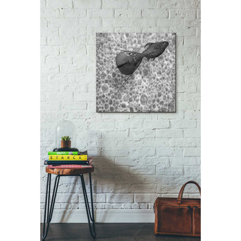 Image of 'Sumarum' by Dariusz Klimczak, Canvas Wall Art,26 x 26