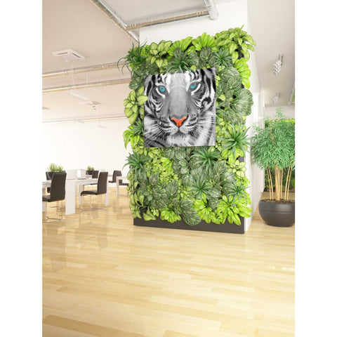 Image of 'Thrill of the Tiger' Canvas Wall Art,37 x 37
