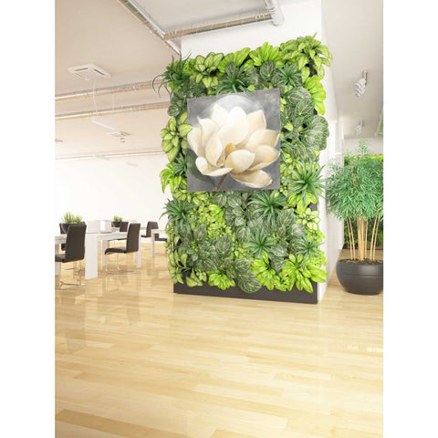 Image of 'Magnolia Blossom on Gray' by Albena Hristova, Canvas Wall Art,37 x 37