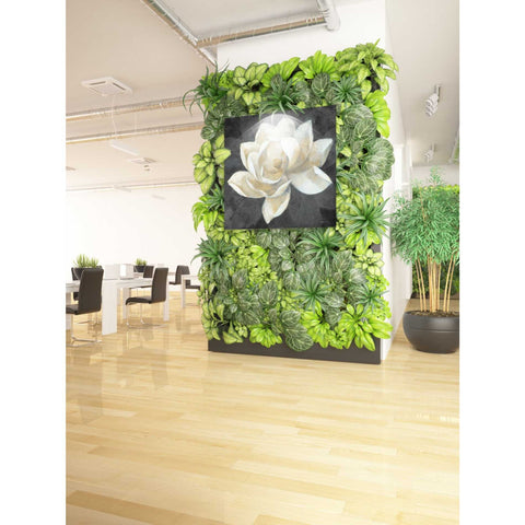 Image of 'Majestic Magnolia Neutral Sq' by Albena Hristova, Canvas Wall Art,37 x 37