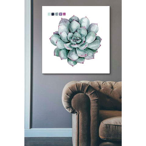 Image of 'Succulent II' by Grace Popp Canvas Wall Art,37 x 37