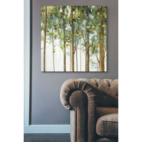 Image of 'Forest Study III' by Lisa Audit, Canvas Wall Art,,37 x 37