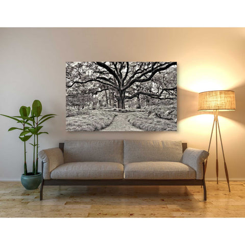 Image of 'Florida Tree' by PH Burchett Giclee Canvas Wall Art