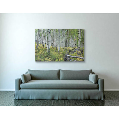 Image of 'Aspen Grove Rail Fence,' Canvas Wall Art,40 x 60