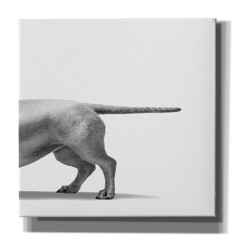 Image of 'Heads and Tails 2' by Jon Bertelli, Canvas Wall Art