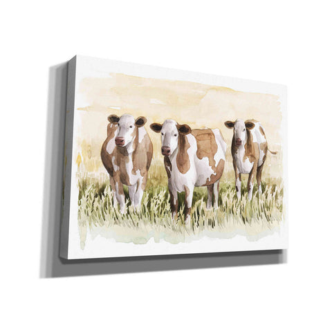 Image of 'Golden Graze II' by Grace Popp, Canvas Wall Art