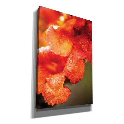 Image of 'Orange Glory' by Donnie Quillen, Canvas Wall Art