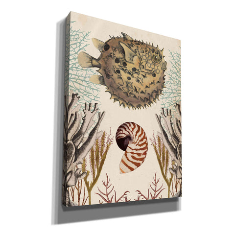 Image of 'Antiquarian Menagerie-Puffer Fish' by Naomi McCavitt, Canvas Wall Art