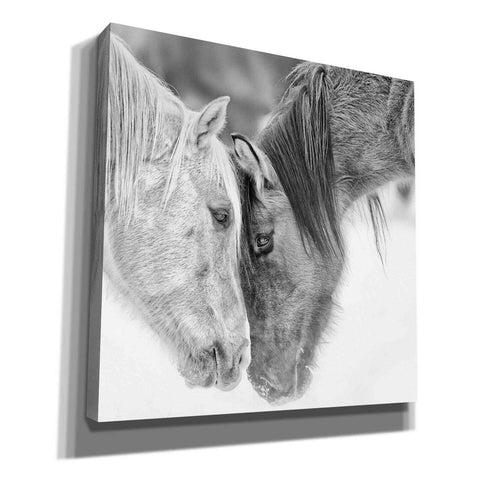Image of 'BandW Horses VII' by PH Burchett, Canvas Wall Art