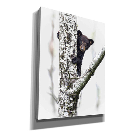 Image of 'Bears at Play V' by PH Burchett, Canvas Wall Art