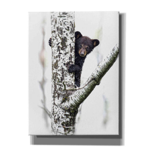 Image of 'Bears at Play V' by PH Burchett, Canvas Wall Art