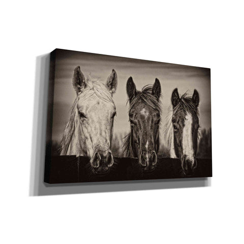Image of 'Three Amigos I' by PH Burchett, Canvas Wall Art