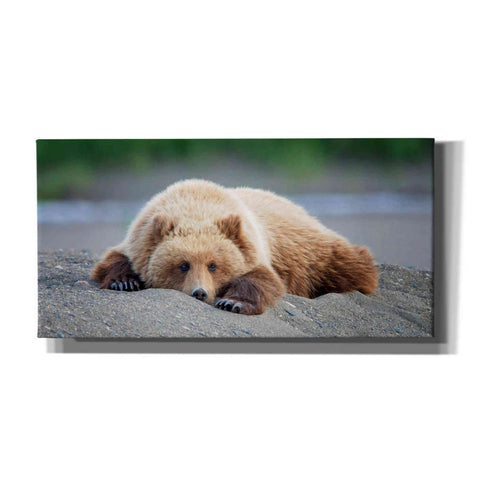 Image of 'Bear Life X' by PH Burchett, Canvas Wall Art