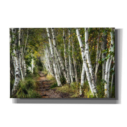 Image of 'A Walk Through the Birch Trees' by Danny Head, Canvas Wall Art