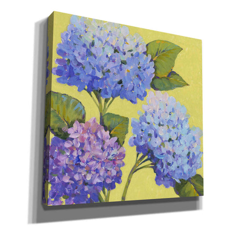 Image of 'Spring Hydrangeas II' by Tim O'Toole, Canvas Wall Art