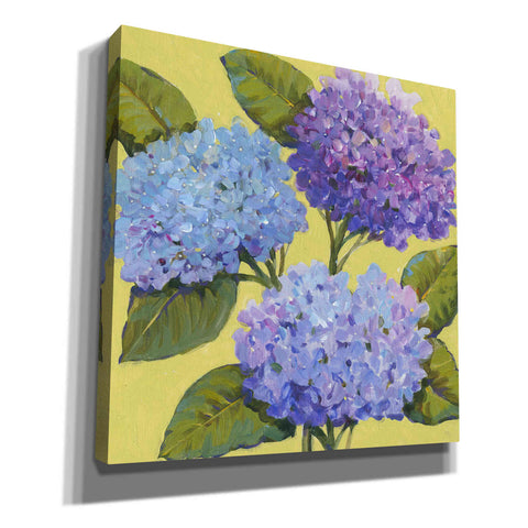 Image of 'Spring Hydrangeas I' by Tim O'Toole, Canvas Wall Art